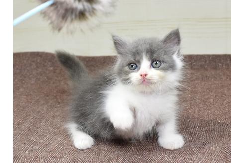 成約済の愛知県のマンチカン-17776の2枚目