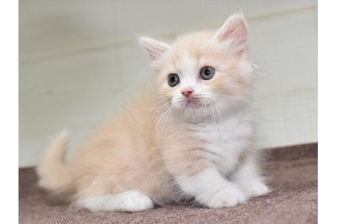 成約済の愛知県のマンチカン-17775の1枚目