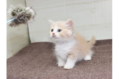 成約済の愛知県のマンチカン-17775の7枚目