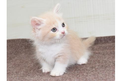 成約済の愛知県のマンチカン-17775の6枚目