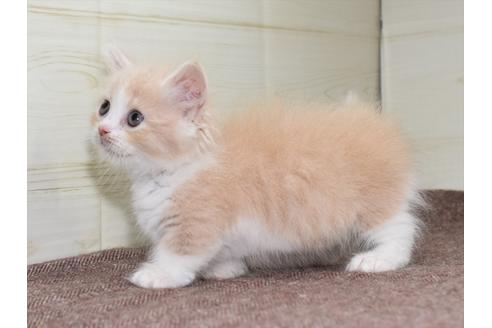 成約済の愛知県のマンチカン-17775の5枚目