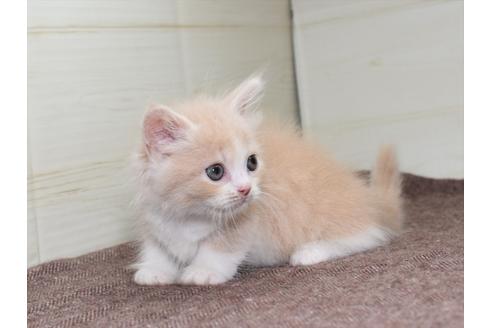 成約済の愛知県のマンチカン-17775の4枚目