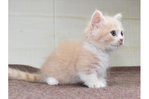 成約済の愛知県のマンチカン-17775の3枚目