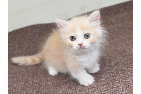 成約済の愛知県のマンチカン-17775の2枚目