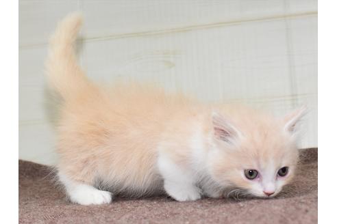 成約済の愛知県のマンチカン-17774の1枚目
