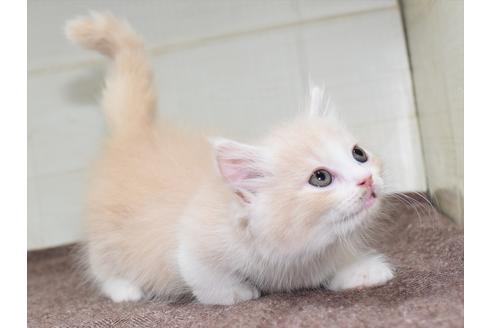 成約済の愛知県のマンチカン-17774の10枚目