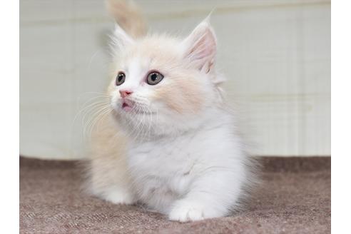 成約済の愛知県のマンチカン-17774の9枚目