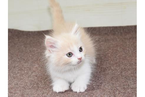 成約済の愛知県のマンチカン-17774の8枚目