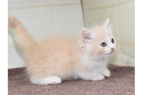 成約済の愛知県のマンチカン-17774の7枚目