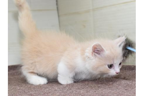 成約済の愛知県のマンチカン-17774の6枚目