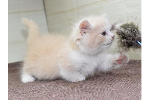 成約済の愛知県のマンチカン-17774の5枚目