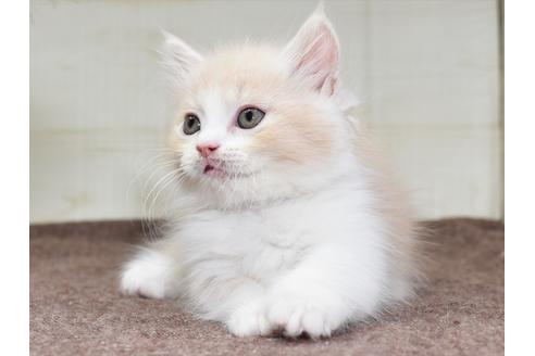 成約済の愛知県のマンチカン-17774の4枚目