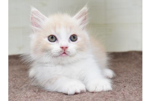 成約済の愛知県のマンチカン-17774の3枚目