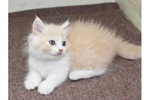 成約済の愛知県のマンチカン-17774の2枚目