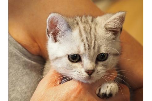 成約済の山梨県のアメリカンショートヘア-17806の5枚目