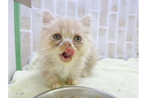 成約済の東京都のミヌエット-17911の17枚目