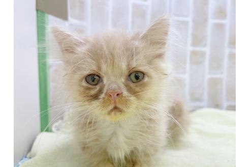 成約済の東京都のミヌエット-17911の16枚目