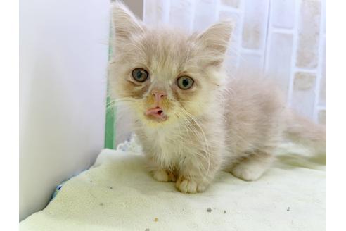 成約済の東京都のミヌエット-17911の15枚目