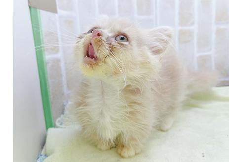成約済の東京都のミヌエット-17911の14枚目