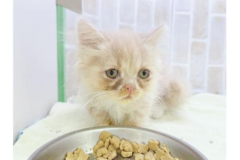 成約済の東京都のミヌエット-17911の13枚目