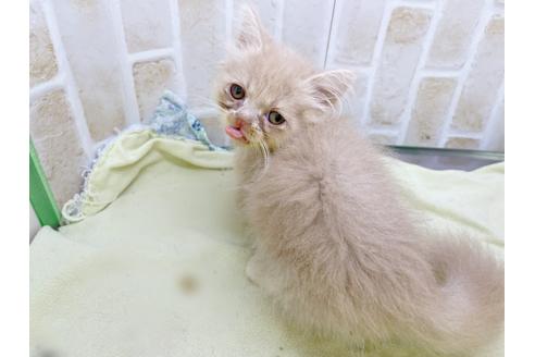 成約済の東京都のミヌエット-17911の12枚目