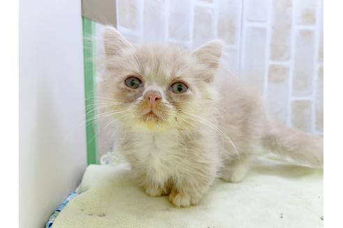 成約済の東京都のミヌエット-17911の11枚目