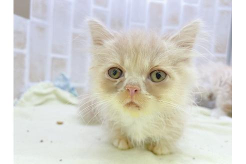 成約済の東京都のミヌエット-17911の10枚目