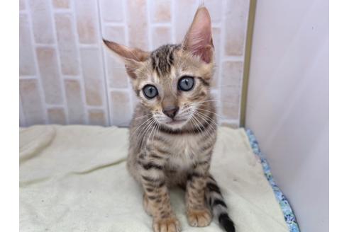 成約済の東京都のベンガル-17908の9枚目