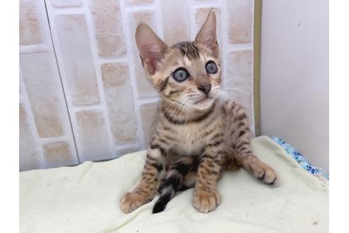 成約済の東京都のベンガル-17908の8枚目