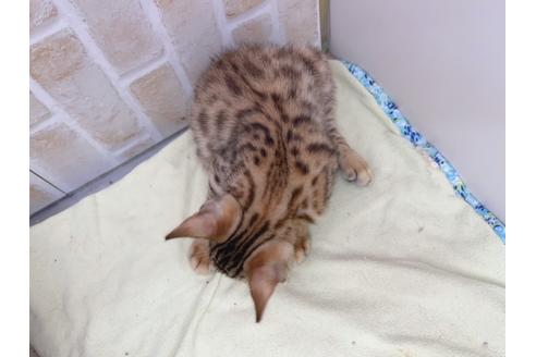 成約済の東京都のベンガル-17908の7枚目