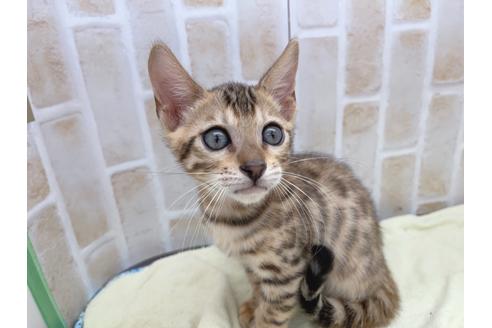 成約済の東京都のベンガル-17908の4枚目