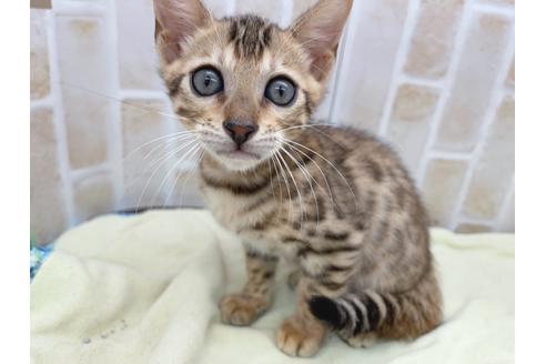 成約済の東京都のベンガル-17908の5枚目