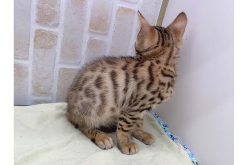 成約済の東京都のベンガル-17908の6枚目