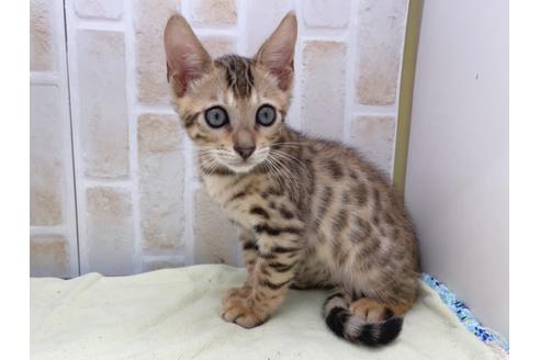 成約済の東京都のベンガル-17908の1枚目