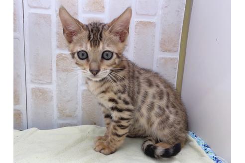 成約済の東京都のベンガル-17908の2枚目