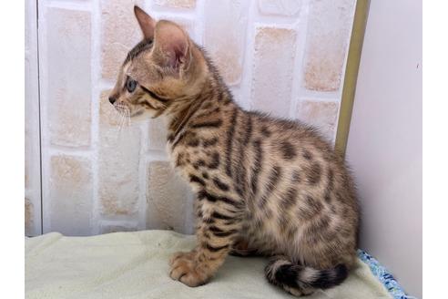 成約済の東京都のベンガル-17908の3枚目