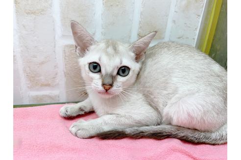 成約済の東京都のシンガプーラ-17907の1枚目