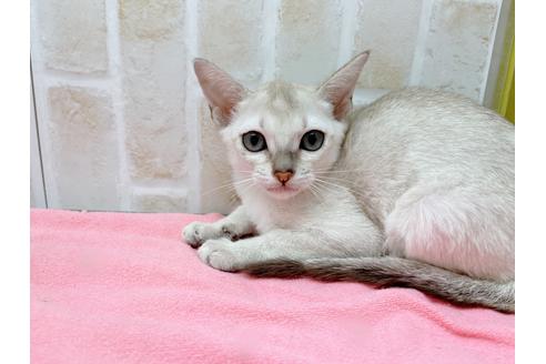 成約済の東京都のシンガプーラ-17907の4枚目