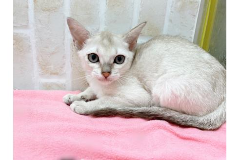 成約済の東京都のシンガプーラ-17907の2枚目