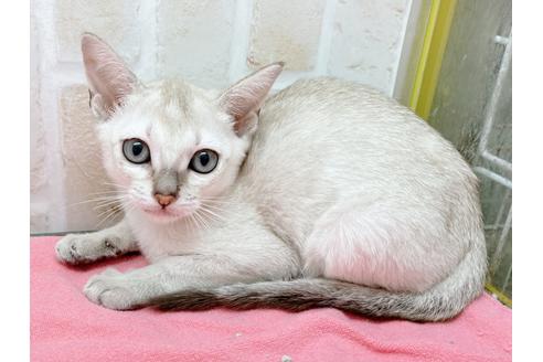 成約済の東京都のシンガプーラ-17907の3枚目