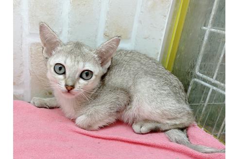 成約済の東京都のシンガプーラ-17906の3枚目