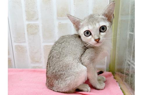 成約済の東京都のシンガプーラ-17906の1枚目