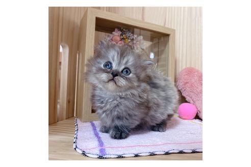 成約済の長野県のミヌエット-17932