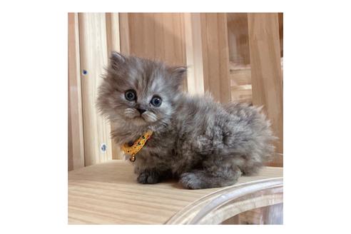 成約済の長野県のミヌエット-17932の5枚目