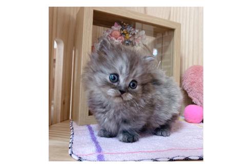 成約済の長野県のミヌエット-17932の4枚目