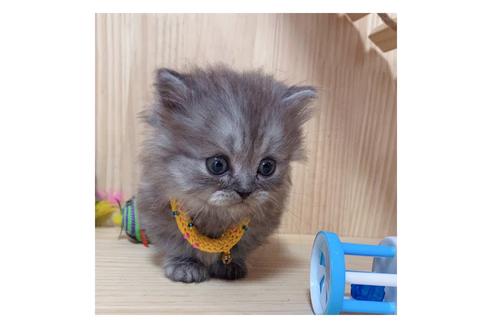 成約済の長野県のミヌエット-17932の2枚目