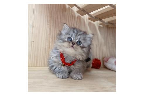 成約済の長野県のミヌエット-17931