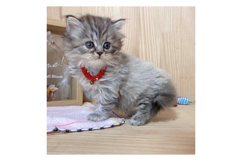 成約済の長野県のミヌエット-17931の5枚目