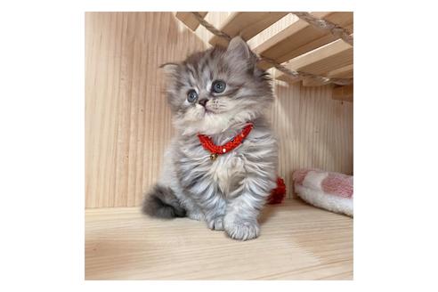 成約済の長野県のミヌエット-17931の4枚目