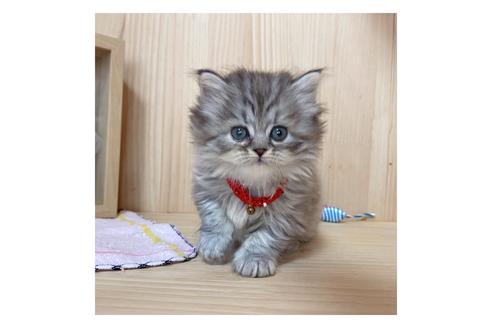 成約済の長野県のミヌエット-17931の3枚目